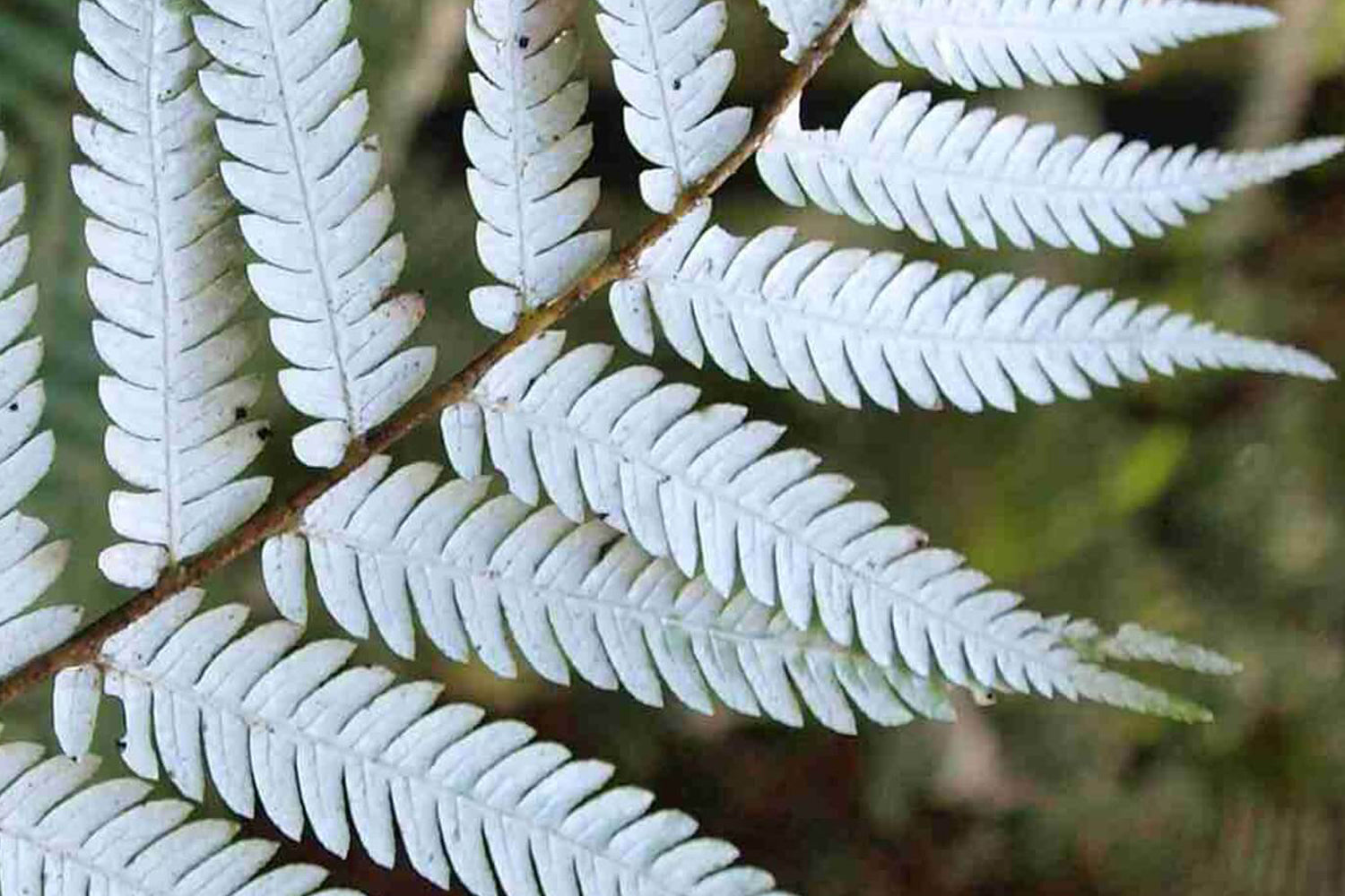 The meaning of Jade fern pendants